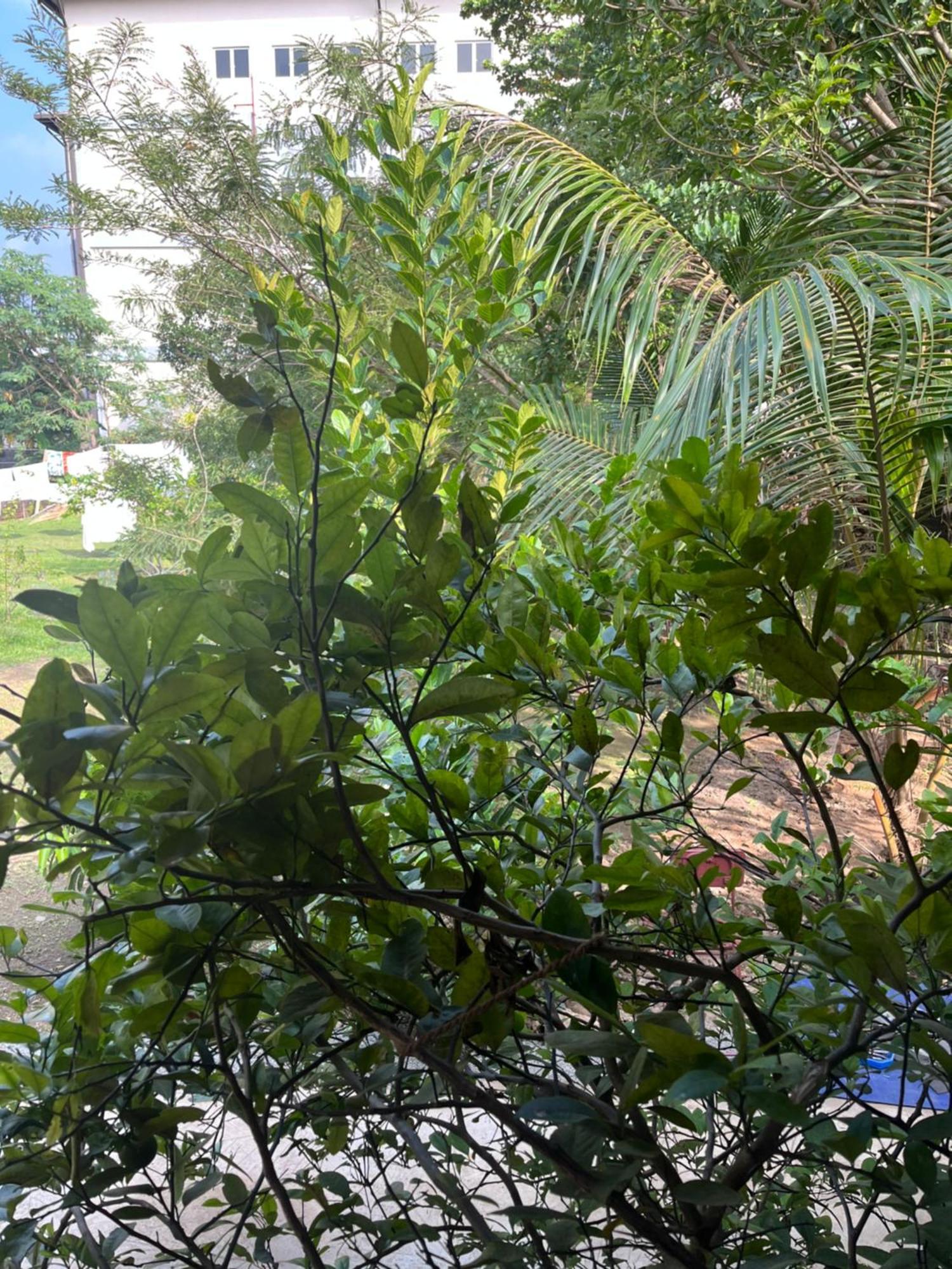 גאלה Tanty'S Hostel מראה חיצוני תמונה